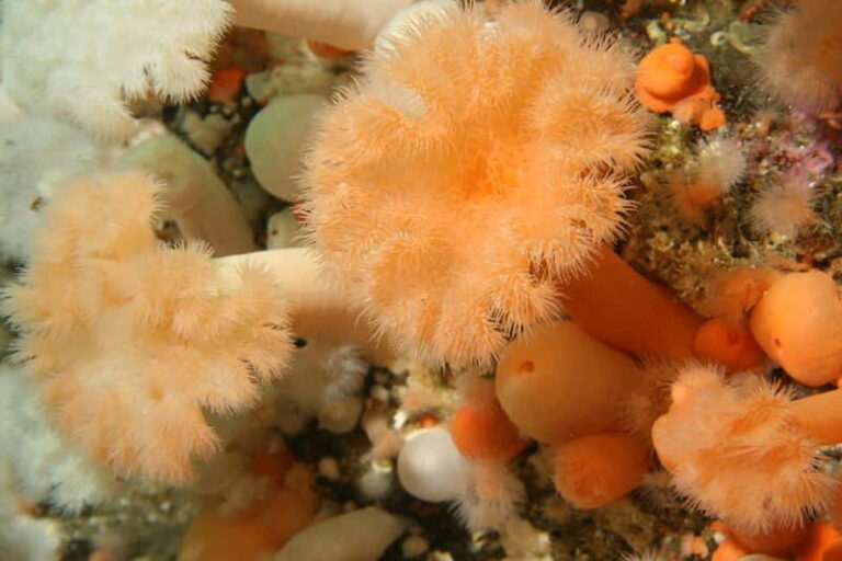 Lofoten: First Time Scuba Diving Experience - What Sets This Tour Apart