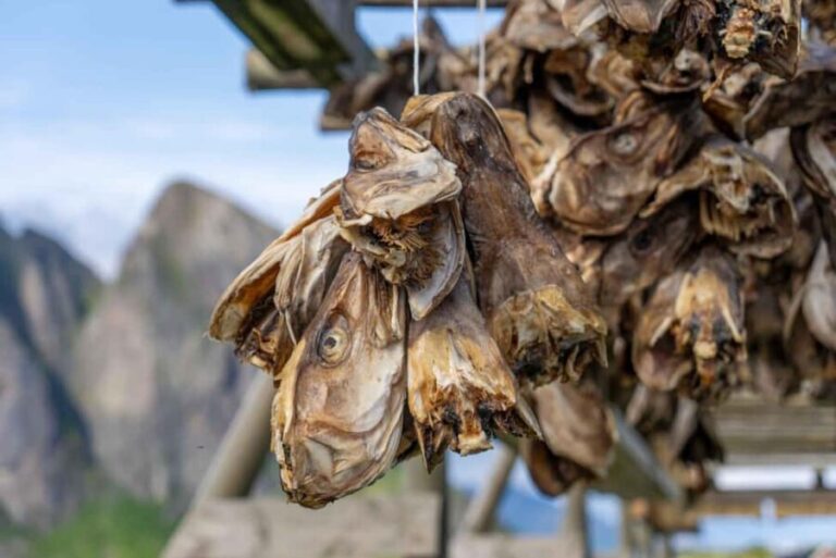 Lofoten: Hamnøy & Reine Private Photo Tour - An In-Depth Look at the Tour Experience