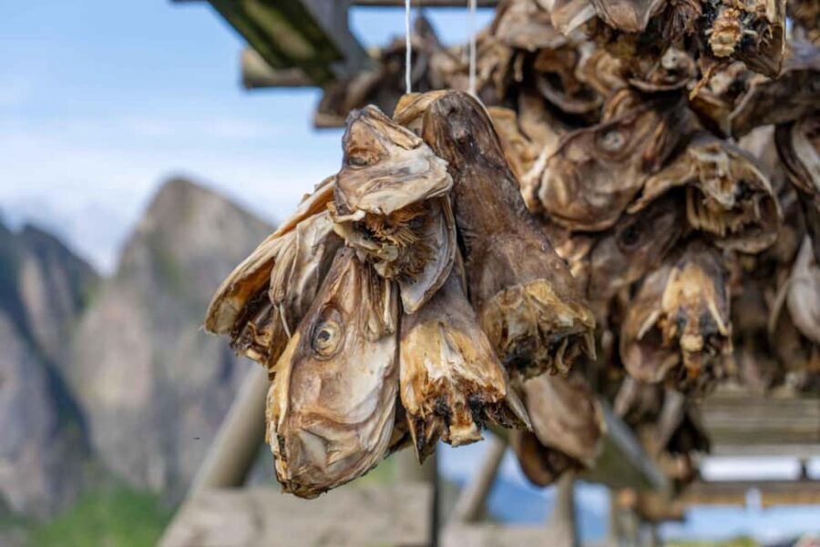 Lofoten: Hamnøy & Reine Private Photo Tour - An In-Depth Look at the Tour Experience