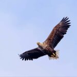 Lofoten: Sea Eagle Sunset Cruise - The Experience in Detail: From Departure to Sunset