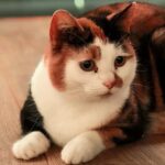 London Cat Cafe: Cat Lounge Entry Ticket - What to Expect During Your Visit