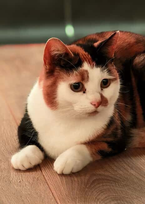 London Cat Cafe: Cat Lounge Entry Ticket - What to Expect During Your Visit