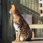 Long Island Farm & Wildplay Jones Beach Tour | Kids 50% Off - FAQ