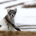 Longyearbyen: Wildlife Safari & Hiking Photography Tour - An Authentic Look at the Longyearbyen Wildlife Safari & Hiking Tour