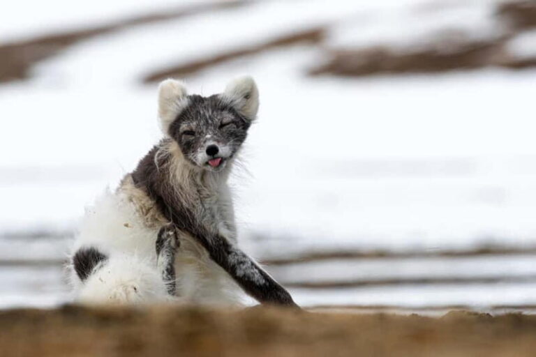 Longyearbyen: Wildlife Safari & Hiking Photography Tour - An Authentic Look at the Longyearbyen Wildlife Safari & Hiking Tour