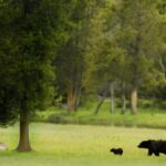 Los Angeles: 8-Day Antelope and Yellowstone Tour - The Value of This Tour