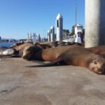 Los Angeles: Sunset Sailing - Practicalities and Tips for Your Sunset Sailing