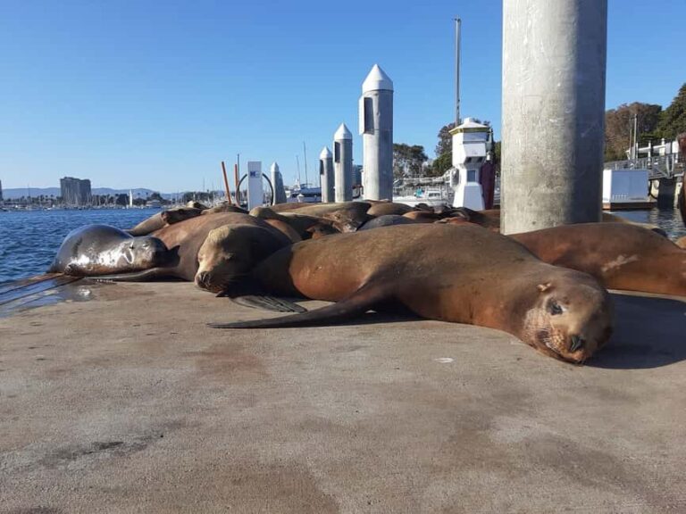 Los Angeles: Sunset Sailing - Practicalities and Tips for Your Sunset Sailing