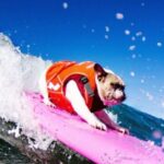 Los Angeles: Surfing Lesson in Venice Beach - The Location: Venice Beach