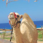 Los Cabos: Cactus Day Pass - FAQ