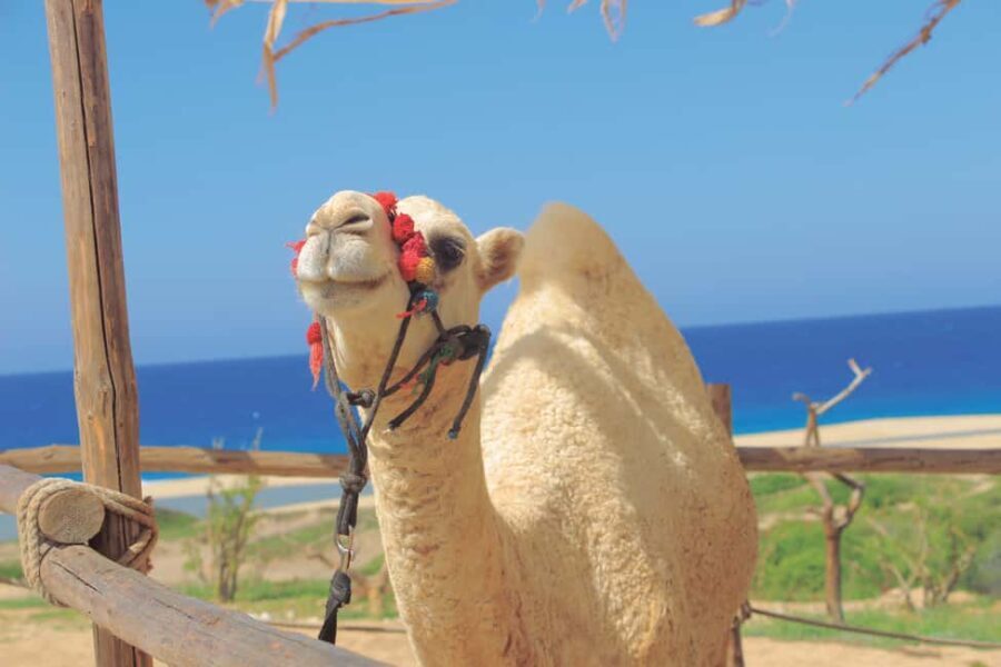 Los Cabos: Cactus Day Pass - FAQ