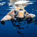 Los Cabos: Ocean Safari Snorkeling and Freediving Tour - Final Thoughts