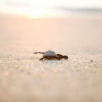 Los Cabos Turtle Release Eco-Experience - Detailed Breakdown of the Tour Experience