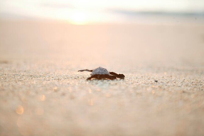 Los Cabos Turtle Release Eco-Experience - Detailed Breakdown of the Tour Experience  