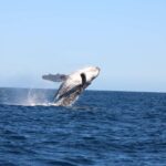 Los Cabos: Whale Watching and Safari - Practical Information and Tips