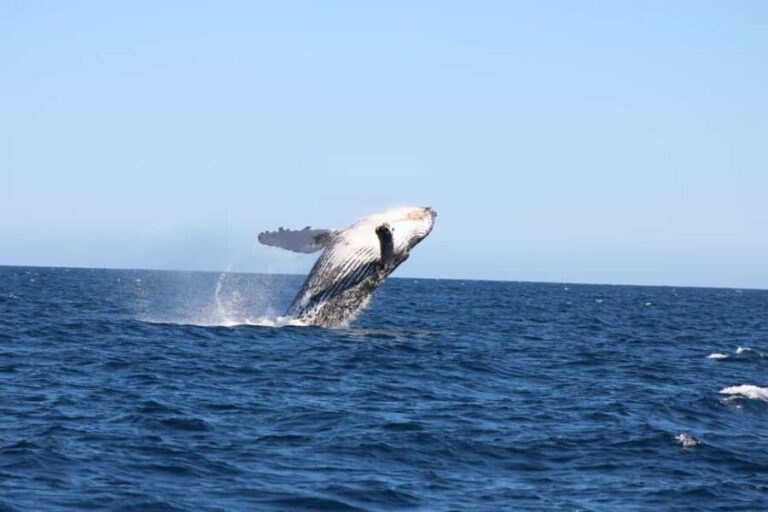 Los Cabos: Whale Watching and Safari - Practical Information and Tips