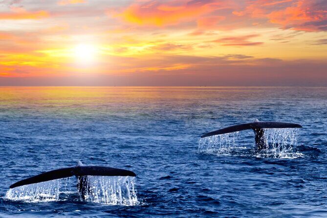 Los Cabos Whale Watching and Sunset Tour - The Itinerary: What You Can Expect