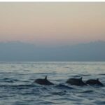 Los Cristianos : Sunset Kayak Safari with Cave & Wildlife - An In-Depth Look at the Sunset Kayak Safari