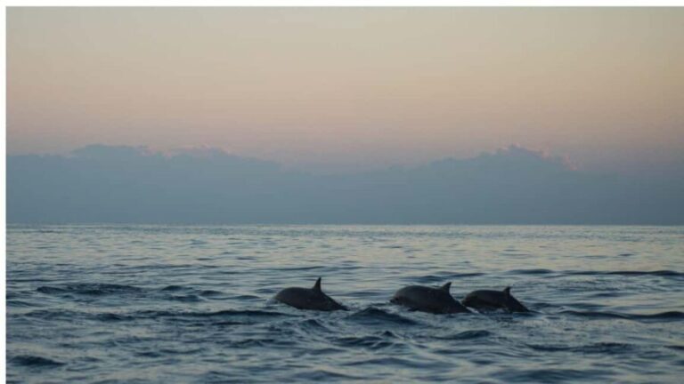 Los Cristianos : Sunset Kayak Safari with Cave & Wildlife - An In-Depth Look at the Sunset Kayak Safari