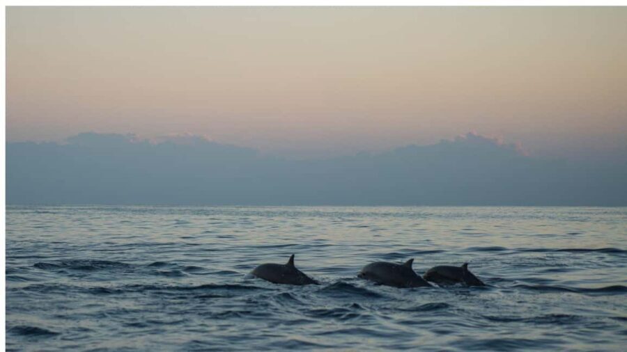 Los Cristianos : Sunset Kayak Safari with Cave & Wildlife - An In-Depth Look at the Sunset Kayak Safari