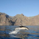 Los Gigantes: Dolphin & Whale Watching Tour on a Pirate Boat - Evaluating the Value and Overall Experience