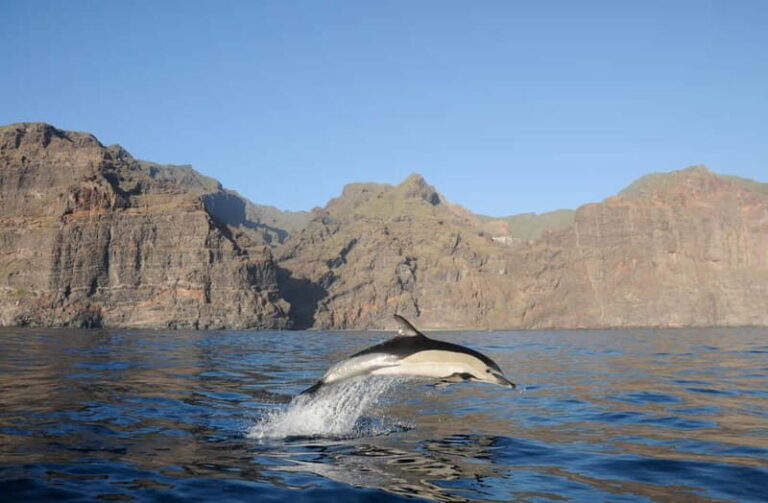 Los Gigantes: Dolphin & Whale Watching Tour on a Pirate Boat - Evaluating the Value and Overall Experience
