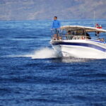 Los Gigantes: Whale or dolphin watching and swimming tour in Masca - Why This Tour Is a Great Choice