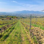 Lucca: Azienda Agricola San Pietro Winery Tour with Tasting - Practical Details & Value