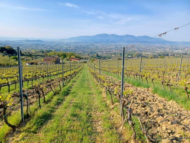 Lucca: Azienda Agricola San Pietro Winery Tour with Tasting - Practical Details & Value