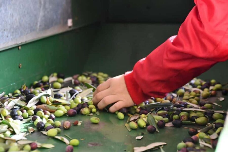 Lucinasco: a journey through flavors and traditions. Guided visit to the village. - Practical Details and Value