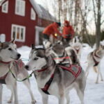 Luleå: Drive your own Husky team, 10km - The Itinerary Breakdown