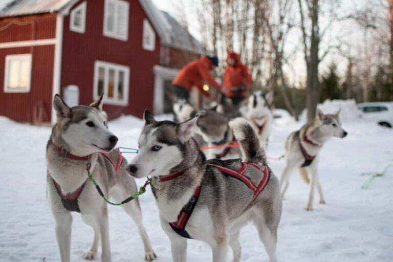 Luleå: Drive your own Husky team, 10km - The Itinerary Breakdown
