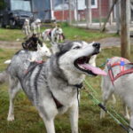 Luleå: Training Husky Team - The Value and Practicalities