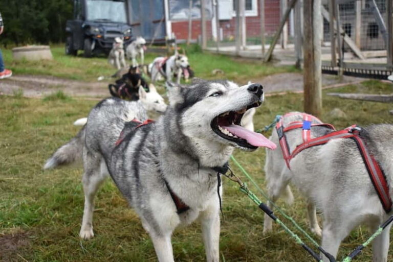 Luleå: Training Husky Team - The Value and Practicalities