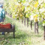 Lunch and Tasting of Traditional Balsamic Vinegar of Modena - Why This Tour Offers Exceptional Value