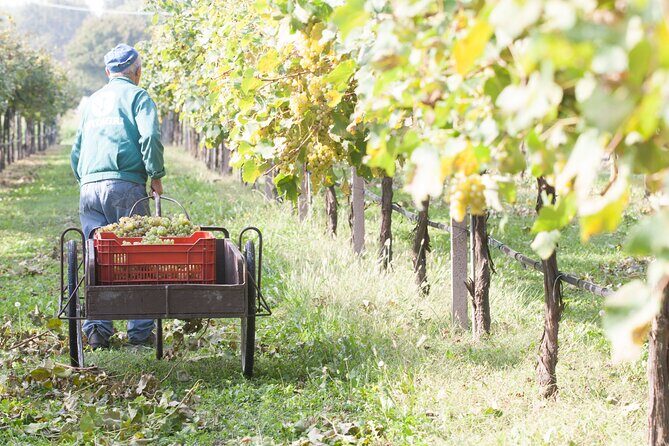 Lunch and Tasting of Traditional Balsamic Vinegar of Modena - Why This Tour Offers Exceptional Value
