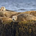 Lunenburg: Zodiac Wildlife Tour with Naturalist Guide - Setting the Scene: What to Expect on Your Zodiac Wildlife Adventure