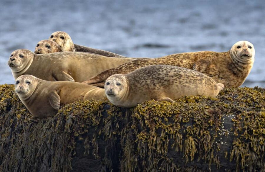 Lunenburg: Zodiac Wildlife Tour with Naturalist Guide - Setting the Scene: What to Expect on Your Zodiac Wildlife Adventure