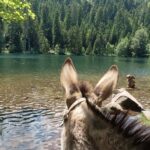 Luvigny: An unusual forest escape with a donkey - What to Expect on Your Woodland Walk