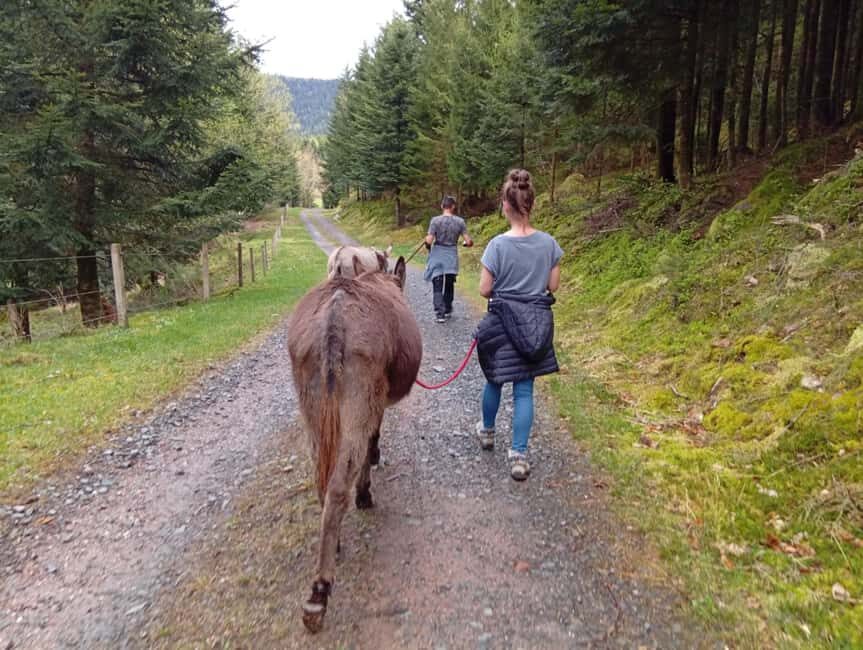 Luvigny: Donkey discovery walk - Why This Experience Is Worth Considering