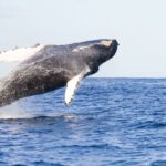 Ma'alaea Harbor: Whale Watching Tour Aboard Power Catamaran - The Experience in Detail