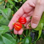 Madeira: Banana Plantation Guided Tour with Tasting - Included & Not Included