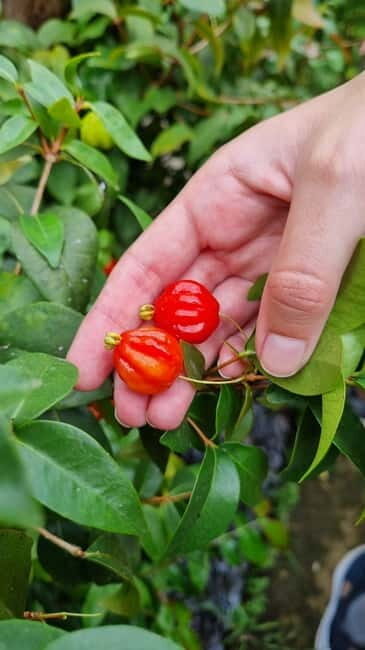 Madeira: Banana Plantation Guided Tour with Tasting - Included & Not Included