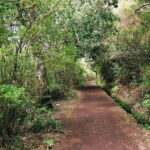 Madeira: Levada Paradise Valley Scenic Walk - Practical Tips for Your Tour