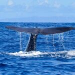Madeira: Responsible Whales and/or Dolphins Watching Tour - Detailed Tour Breakdown: What to Expect