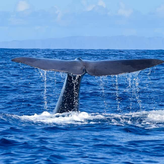 Madeira: Responsible Whales and/or Dolphins Watching Tour - Detailed Tour Breakdown: What to Expect