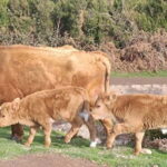 Madeira West Island Full-Day Tour with Fanal Forest - Why the Madeira West Island Full-Day Tour Offers Great Value