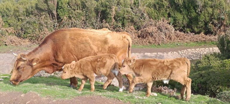 Madeira West Island Full-Day Tour with Fanal Forest - Why the Madeira West Island Full-Day Tour Offers Great Value