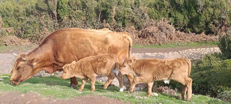 Madeira West Island Full-Day Tour with Fanal Forest - Why the Madeira West Island Full-Day Tour Offers Great Value