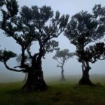 Madeira West Jeep Tour  Fanal, Seixal, Natural Pools & Small Groups - Why This Tour Delivers Value